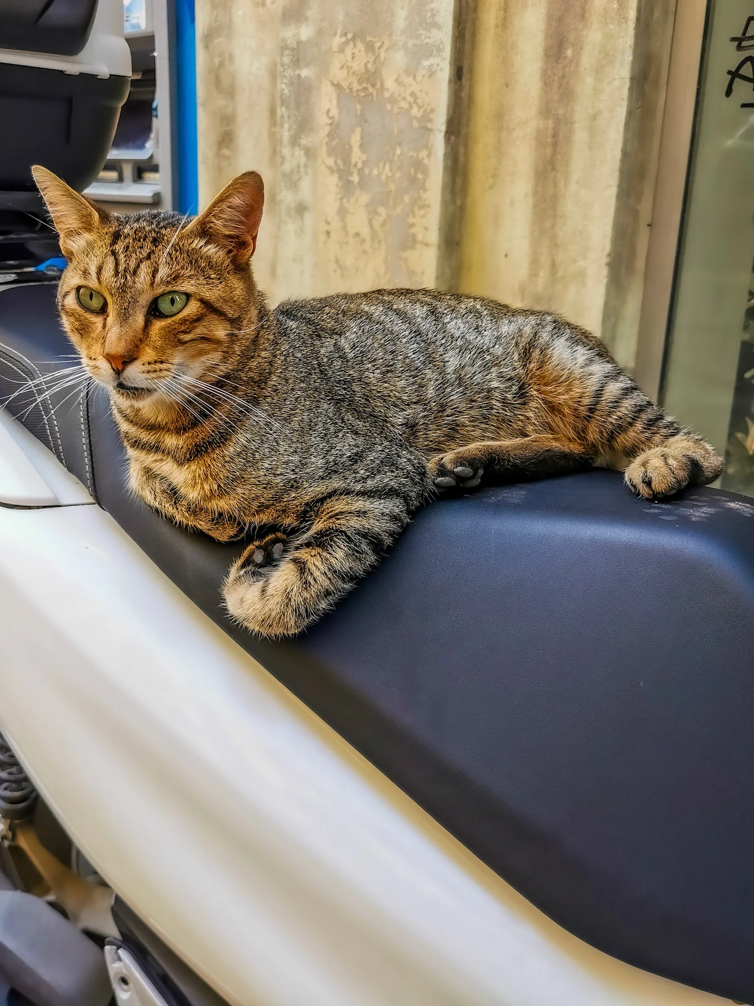 Adobe Lightroom ile düzenlenmiş fotoğraf — Fotoğraf, görsel 3